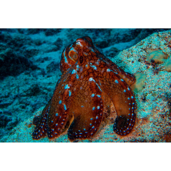 Octopus Kona Hawaii
