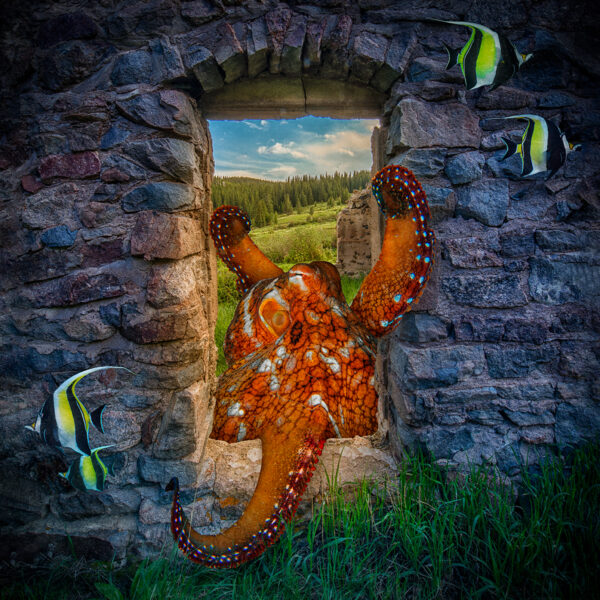 Octopus Window