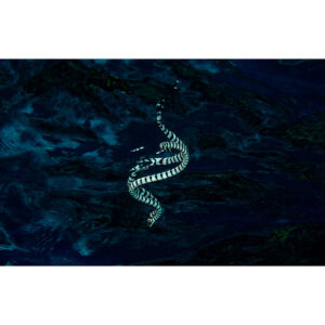 Banded Sea Snake Reflection