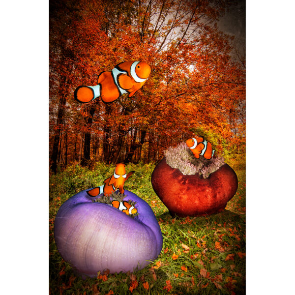 anemones-in-the-fall