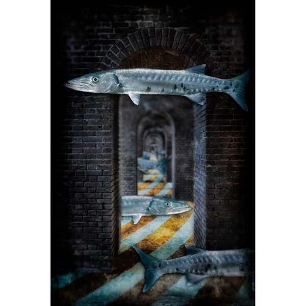 barracuda-alley