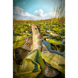 olive sea snake swamp