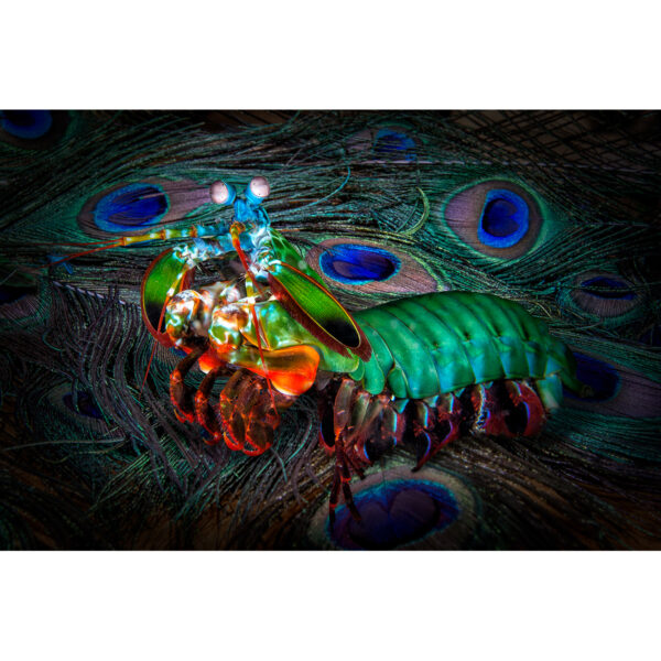 peacock mantis