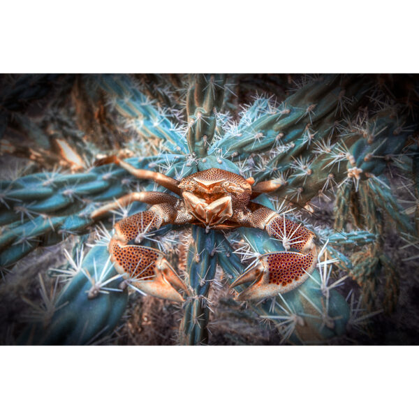 porcelain crab cactus