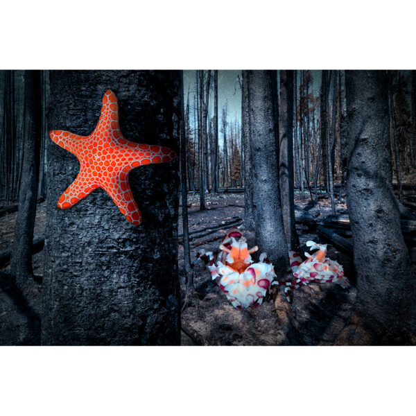 starfish horror story