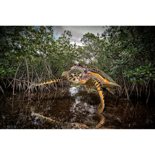 turtle mangroves