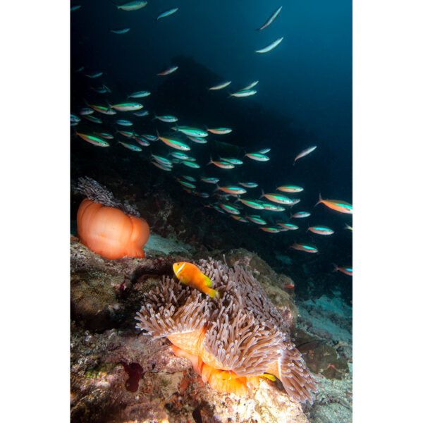 blackfinned_anemonefish