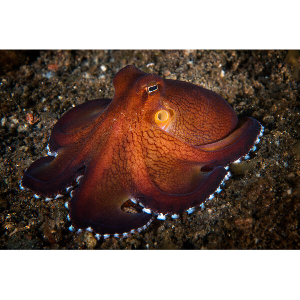 coconut_octopus