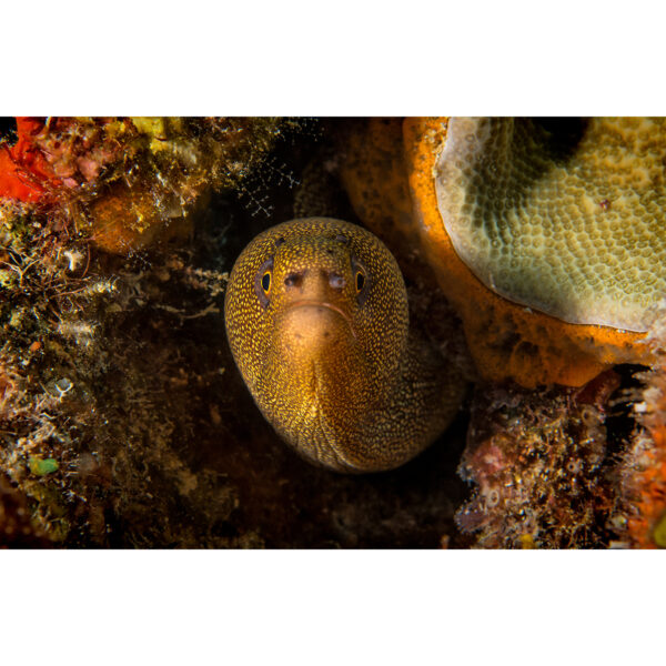 goldentail_moray
