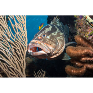 grouper_cleaning_station