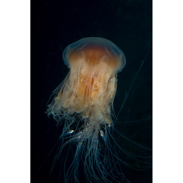 lions_mane_jellyfish
