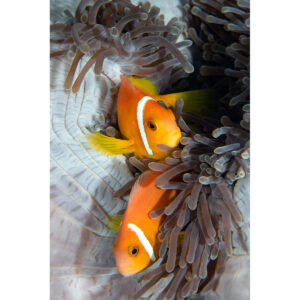maldives_blackfooted_anemonefish