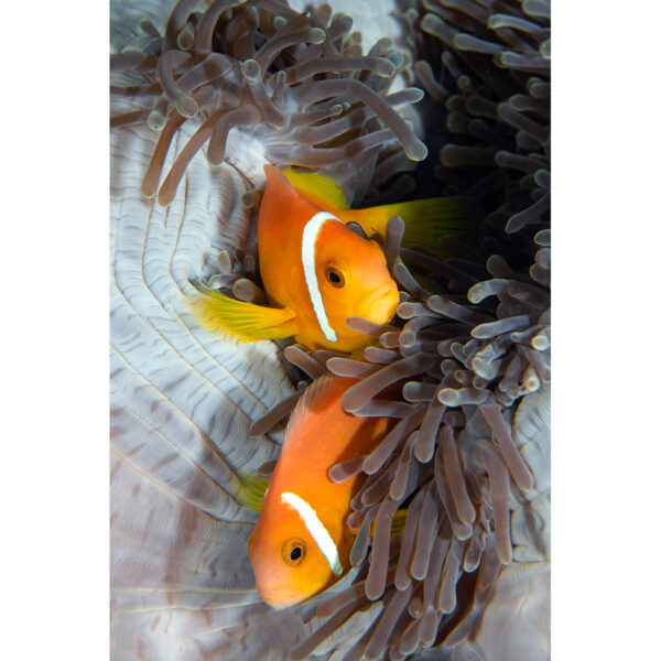 maldives_blackfooted_anemonefish