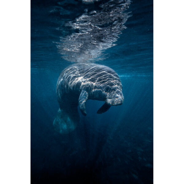 manatee_in_the_blue