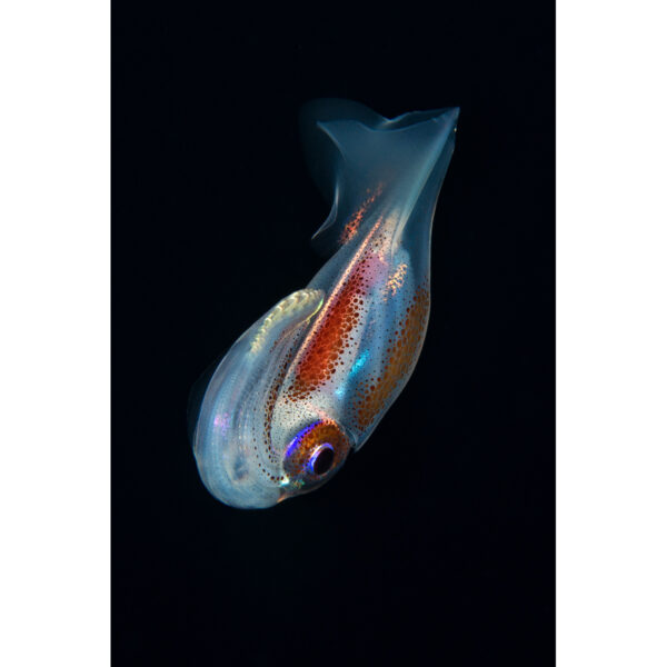 pelagic_squid