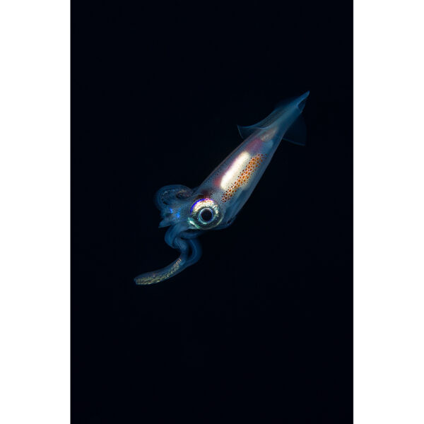 pelagic_squid_2