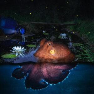 Coconut Pond