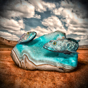 lingcod rock