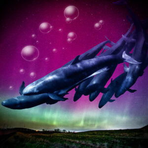 Northern Night Dive