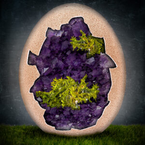 Rhinopias Egg