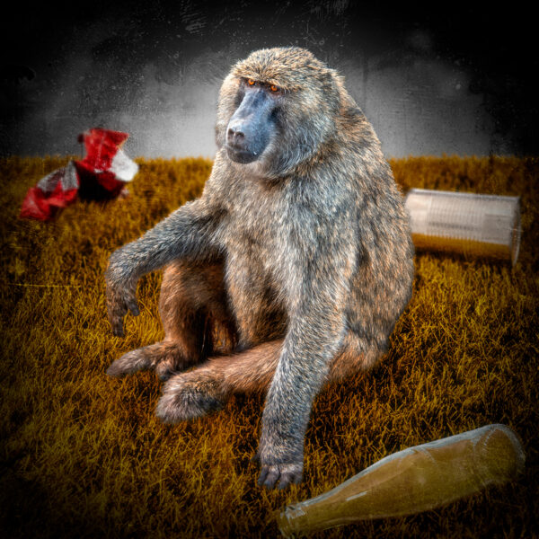 Baboon Lifestyle