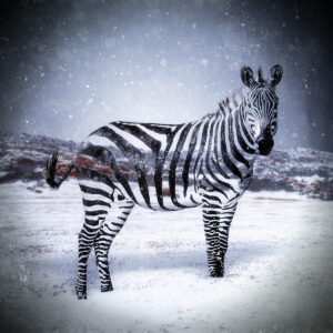 Blending Into The Scene