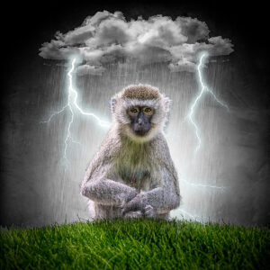 Braving the Storm
