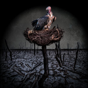 Buzzard Nest