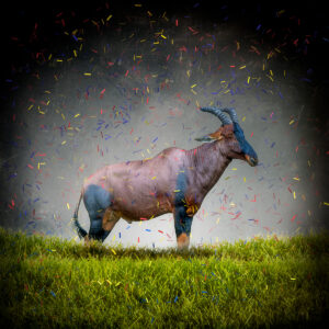 Celebration Beast
