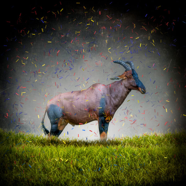 Celebration Beast