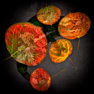 Chameleon in the Fall