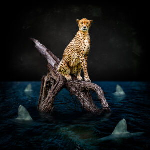 Cheetah Perch