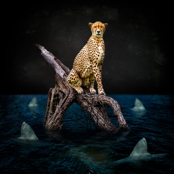 Cheetah Perch