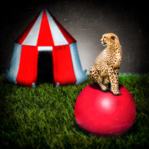 Circus Cat