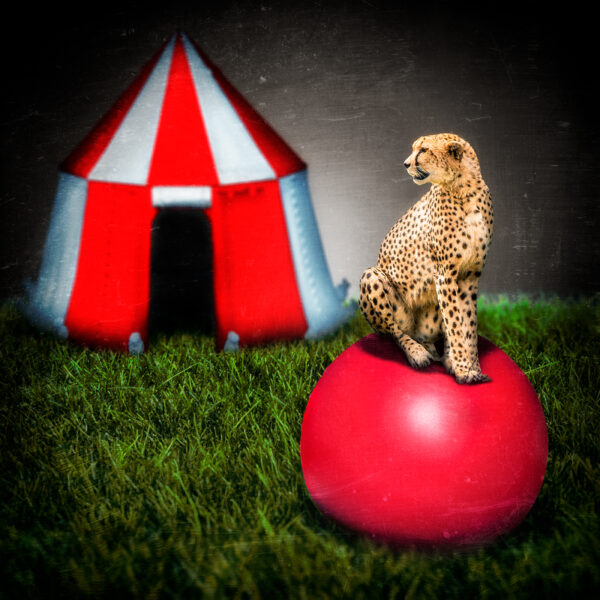 Circus Cat