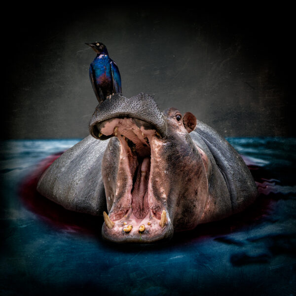 Dangers in the Water
