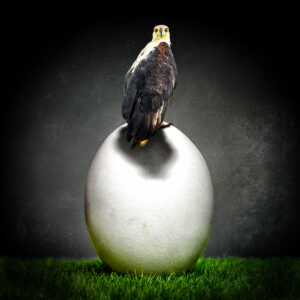 Eagle Egg
