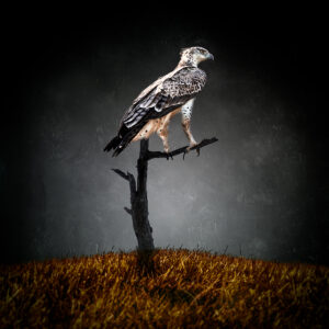Eagle Perch