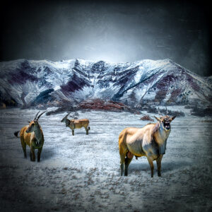 Eland Winter