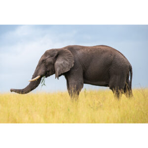 elephant field