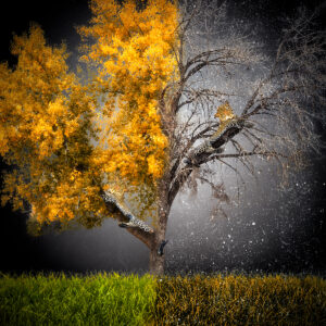 Fall to Winter