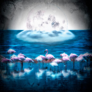 Flamingo Night