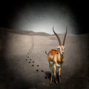 Gazelle Through the Desert