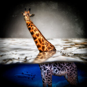 Head Above Water