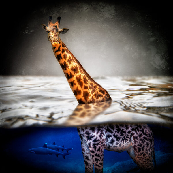 Head Above Water