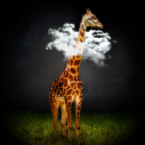 head in the clouds