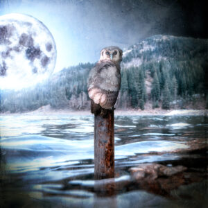Hunting the Night