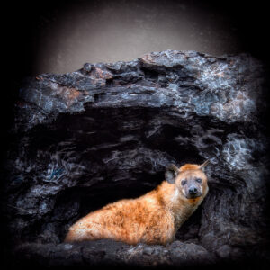 Hyena Den