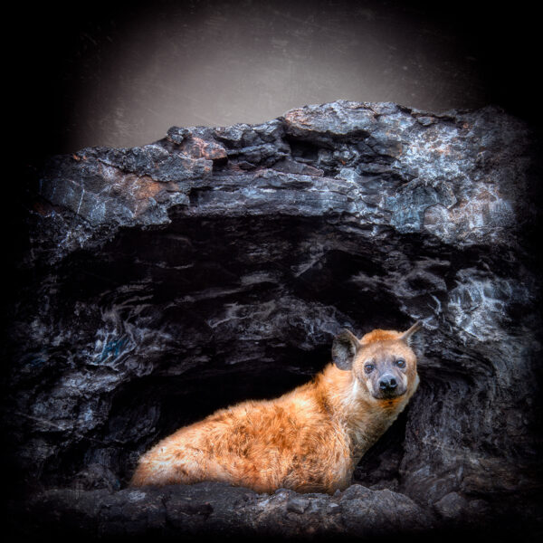 Hyena Den