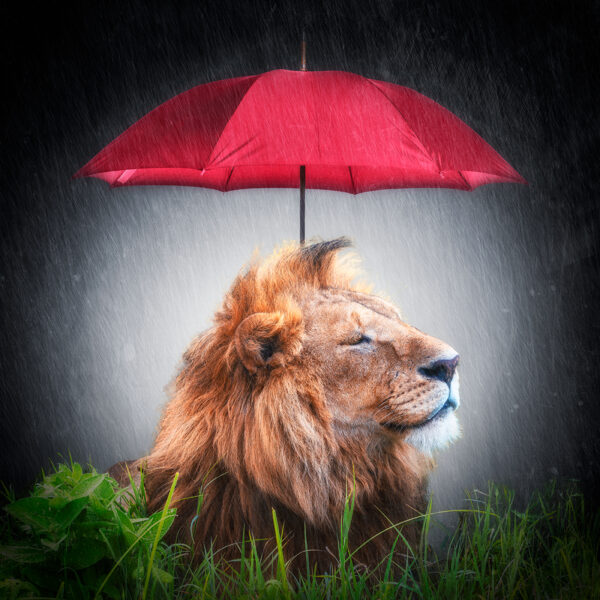 In the Rain